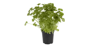 BIO Peterselie in pot doos 2st